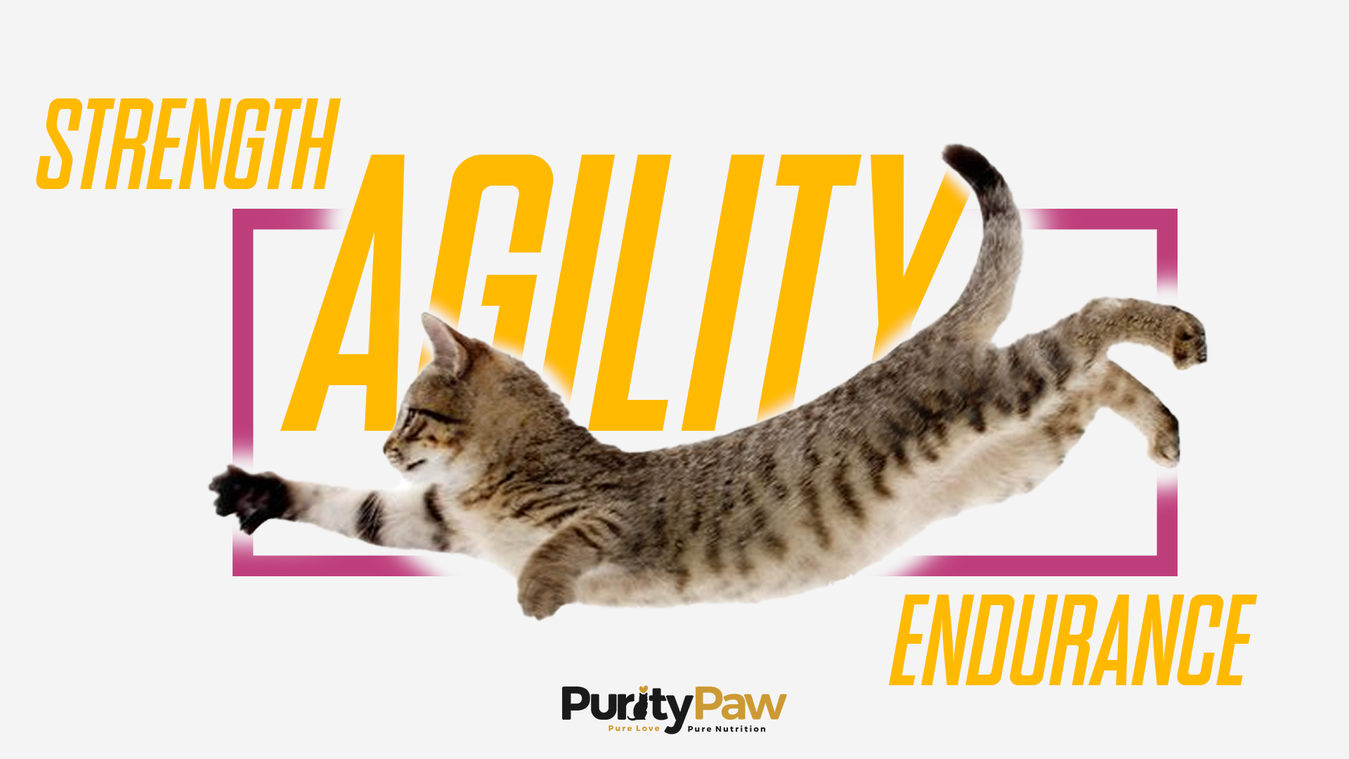 cat food premium